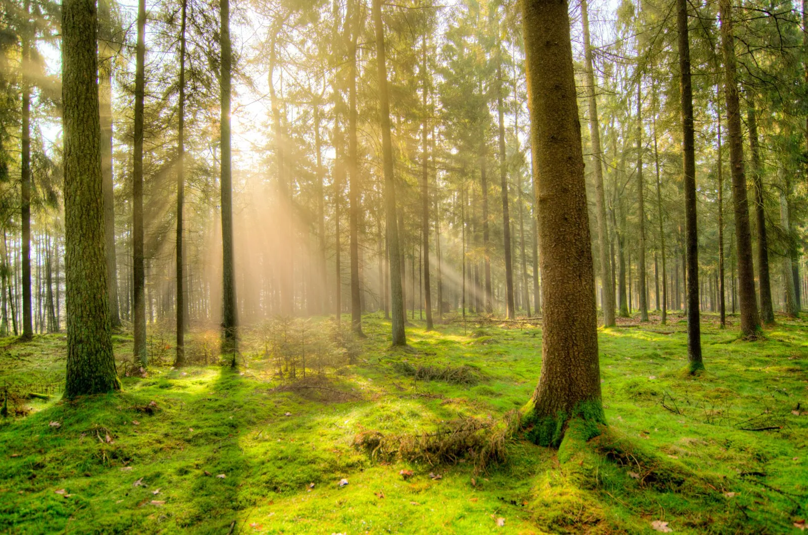 Sunbeams cutting through morning fog in a forest