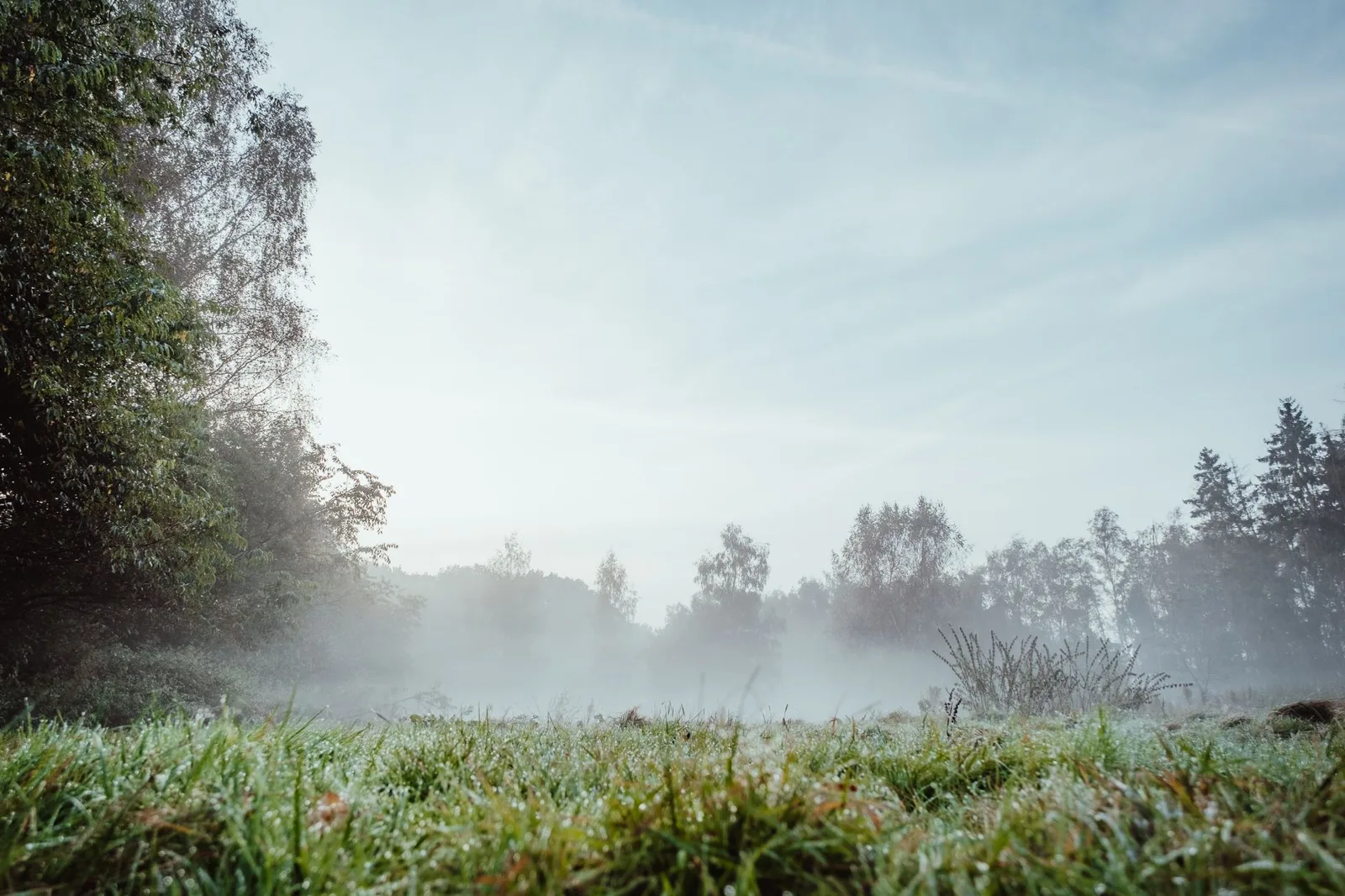 Morning mist over a meadow