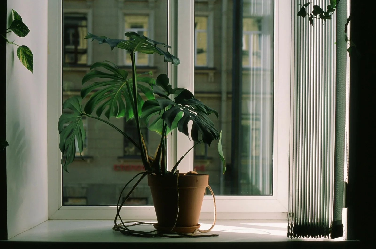 Houseplants in bright light by a window